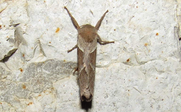 Papillons - La sylvine - Triodia sylvina - Femelle