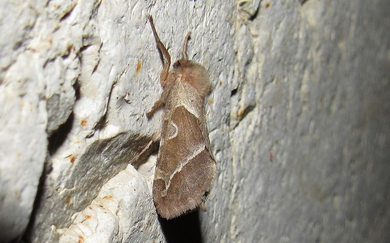 Papillons - La sylvine - Triodia sylvina - Femelle