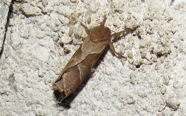 Papillons - La sylvine - Triodia sylvina - Femelle