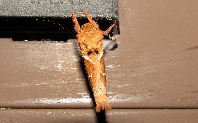 Papillons - La sylvine - Triodia sylvina - Mâle