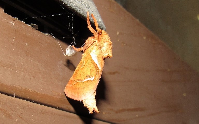 Papillons - La sylvine - Triodia sylvina - Mâle
