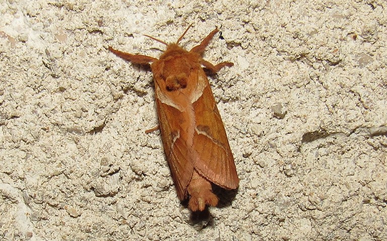 Papillons - La sylvine - Triodia sylvina - Mâle