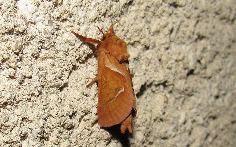 Papillons - La sylvine - Triodia sylvina - Mâle
