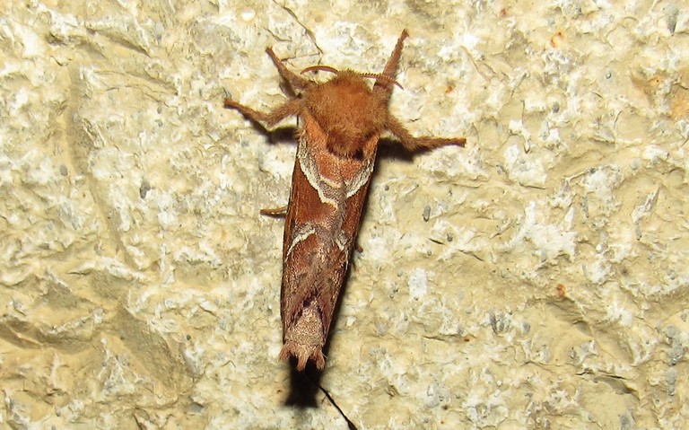 Papillons - La sylvine - Triodia sylvina - Mâle
