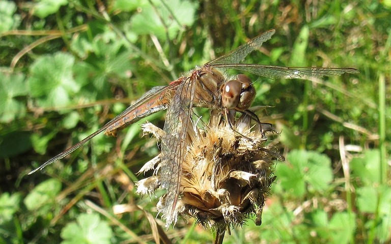 29 septembre 2023 Libellules - Sympétrum commun - Sympetrum vulgatum - Femelle