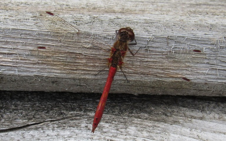 19 septembre 2024 Libellules - Sympétrum commun - Sympetrum vulgatum - Mâle