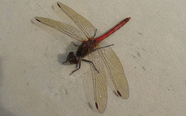 30 septembre 2006 Libellules - Sympétrum commun - Sympetrum vulgatum - Mâle