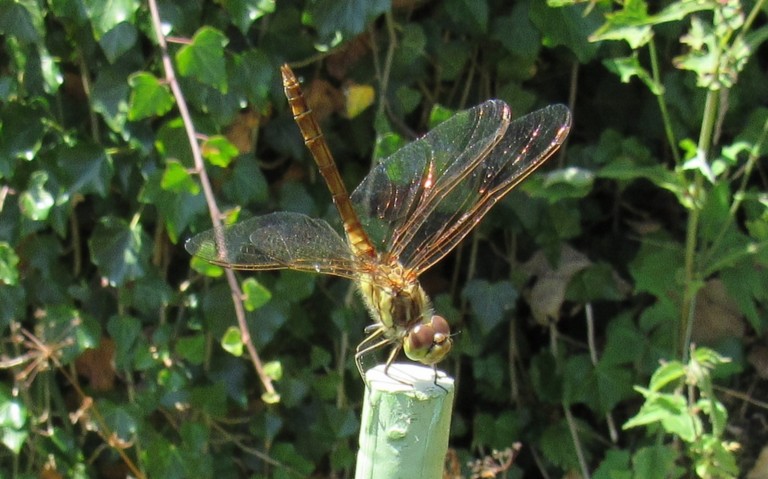 09 août 2025 Libellules - Sympetrum méridional - Sympetrum meridionale - mâle