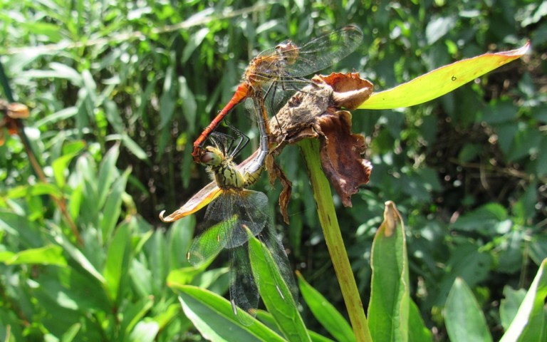 15 août 2025 Libellules - Sympétrum rouge sang - Sympetrum sanguineum