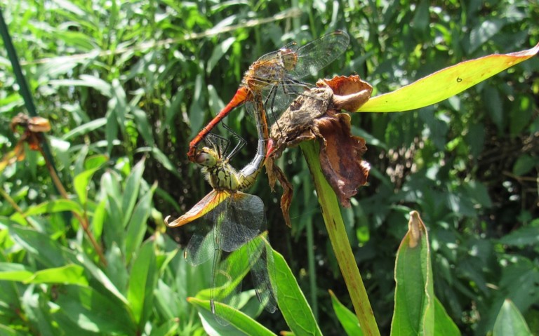 15 août 2025 Libellules - Sympétrum rouge sang - Sympetrum sanguineum
