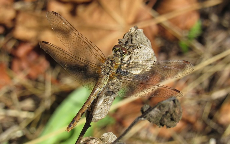 01 septembre 2022 Libellules - Sympétrum rouge sang - Sympetrum sanguineum - Femelle