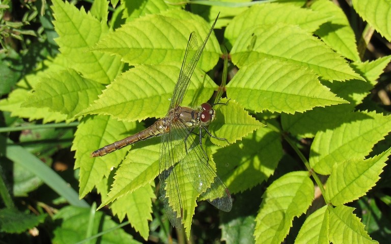 24 septembre 2021 Libellules - Sympétrum rouge sang - Sympetrum sanguineum - Femelle