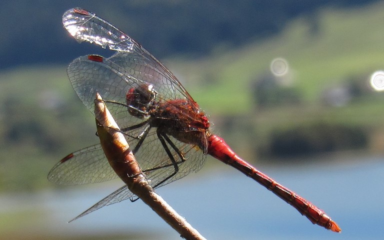 09 septembre 2020 Libellules - Sympétrum rouge sang - Sympetrum sanguineum - Mâle
