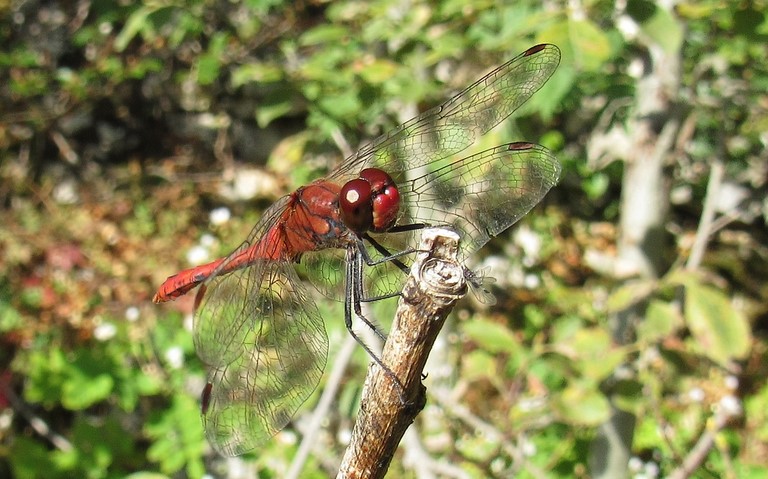 11 septembre 2023 Libellules - Sympétrum rouge sang - Sympetrum sanguineum - Mâle