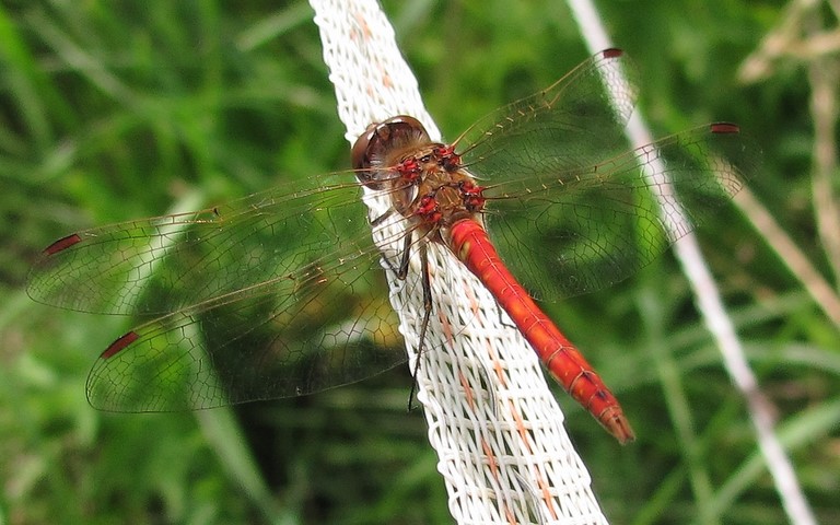 28 août 2016 Libellules - Sympétrum rouge sang - Sympetrum sanguineum - Mâle