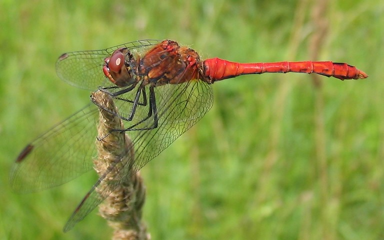 30 juillet 2006 Libellules - Sympétrum rouge sang - Sympetrum sanguineum - Mâle