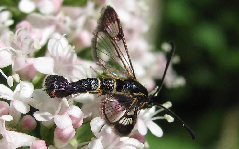 Papillons - Synanthedon sp.