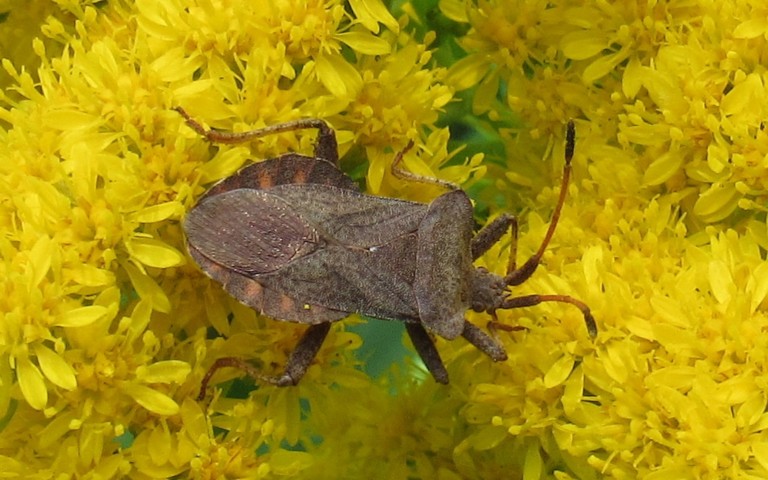 Syromaste marginé - Coreus marginatus
