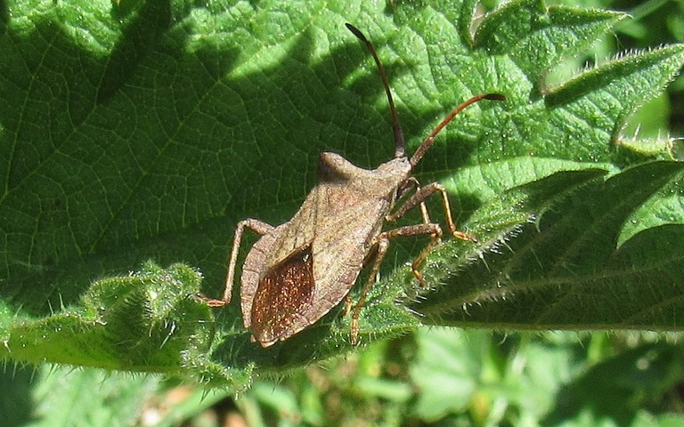 16 mai 2025 Syromaste marginé - Coreus marginatus