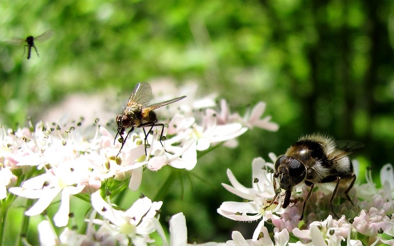 Mouches - Syrphes - Cheilosia Illustrata