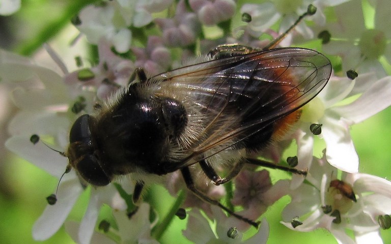 Mouches - Syrphes - Cheilosia Illustrata