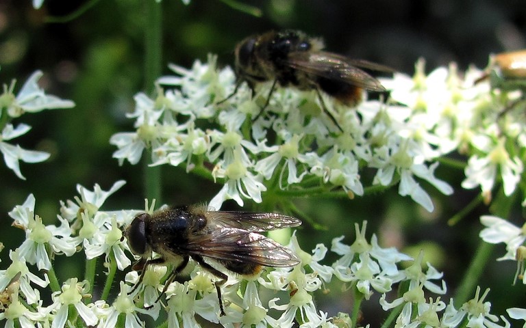 Mouches - Syrphes - Cheilosia Illustrata