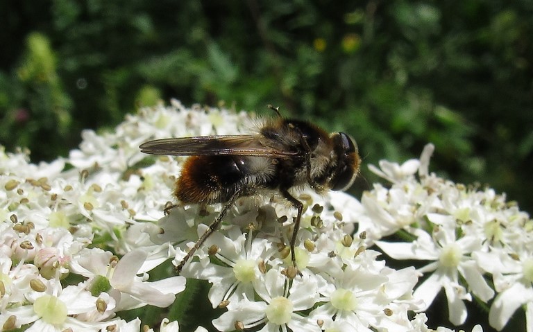 Mouches - Syrphes - Cheilosia Illustrata