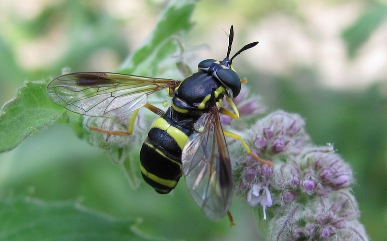 Mouches - Syrphes - Chrysotoxe a double ceinture - Chrysotoxum Bicinctum