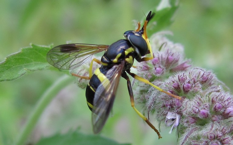 Mouches - Syrphes - Chrysotoxe a double ceinture - Chrysotoxum Bicinctum