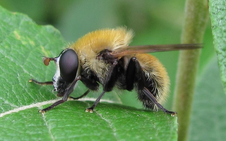 Syrphe - Criorhina floccosa
