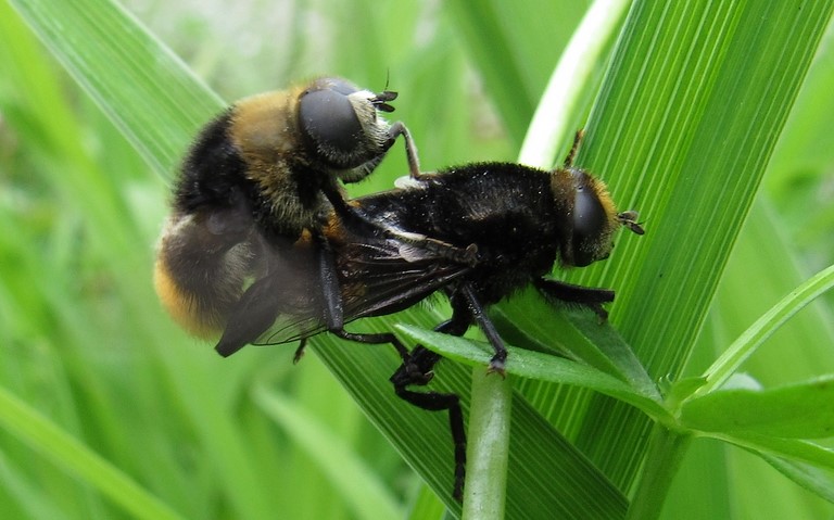 Syrphe des narcisses - Merodon equestris