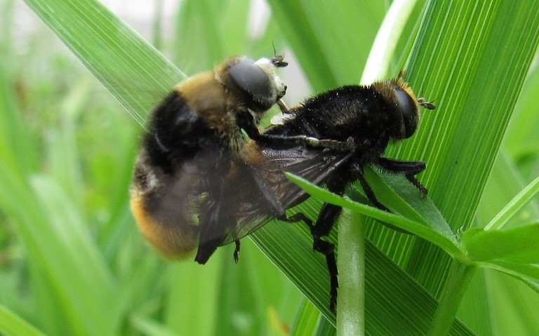 Syrphe des narcisses - Merodon equestris