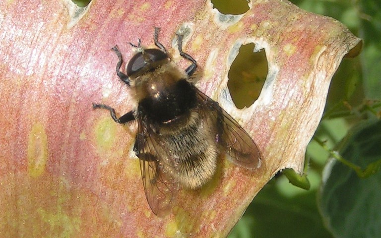 Syrphe des narcisses - Merodon equestris