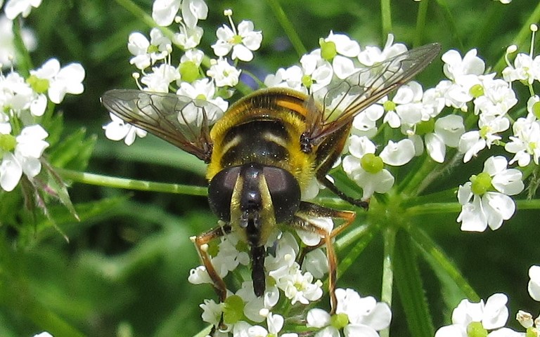 Syrphes - Eristale des fleurs - Myathropa Flora