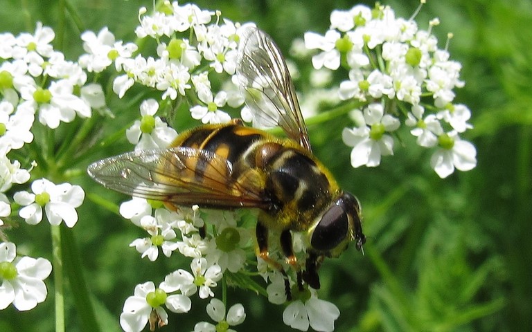 Eristale des fleurs - Myathropa Flora