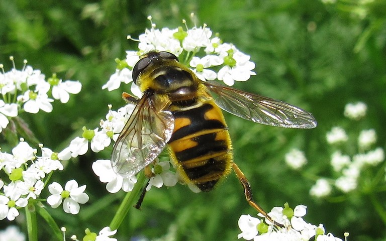 Mouches - Syrphes - Eristale des fleurs - Myathropa Flora