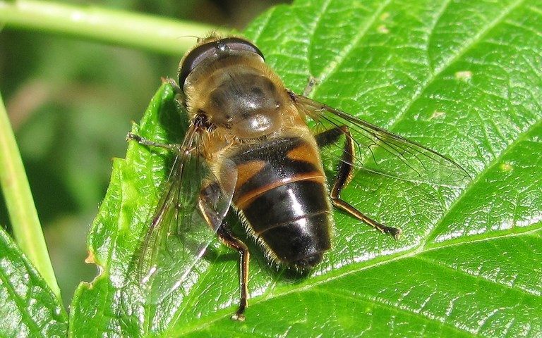 Mouches - Syrphes - Eristale gluante - Eristalis Tenax 