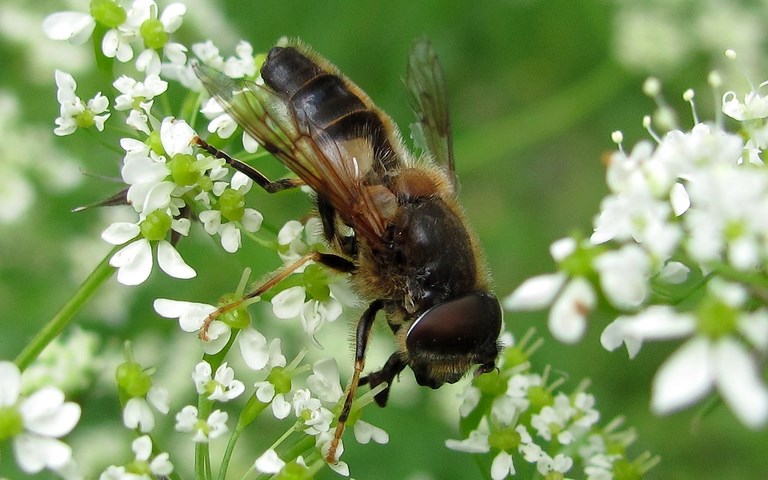 Mouches - Syrphes - Eristalis pertinax