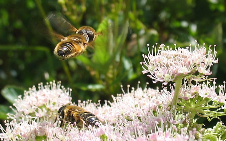 Mouches - Syrphes - Eristalis sp