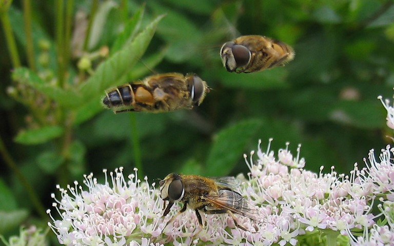 Mouches - Syrphes - Eristalis sp