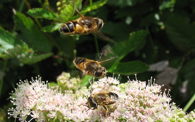 Mouches - Syrphes - Eristalis sp