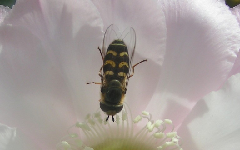 Syrphe pyrastre - Scaeva pyrastri