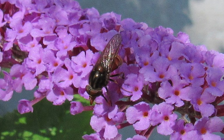 Syrphe - Rhingie champetre - rhingia campestris