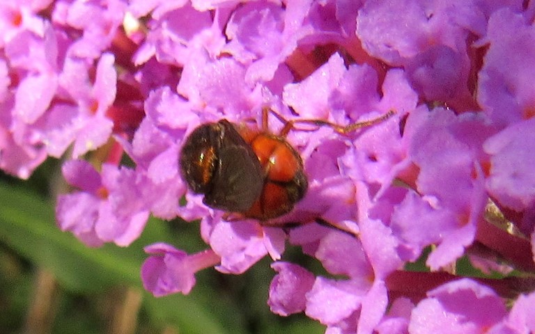 Syrphe - Rhingie champêtre - rhingia campestris