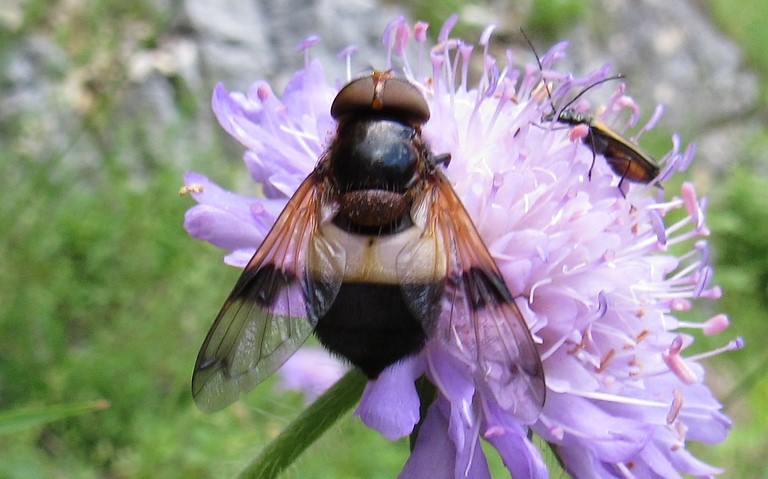 Volucelle transparente - Volucella pellucens