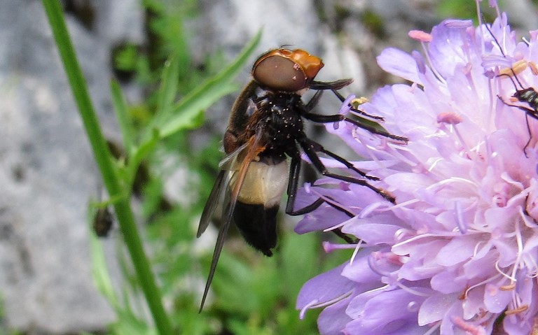 Volucelle transparente - Volucella pellucens