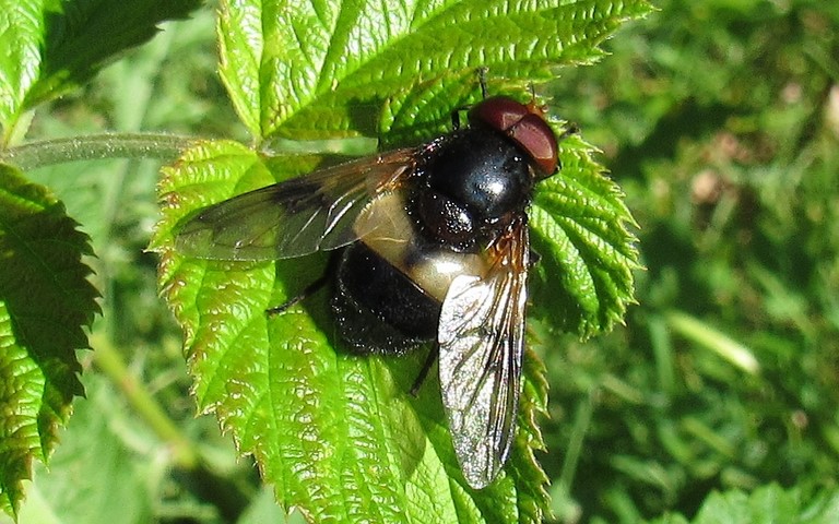 Mouches - Syrphes - Volucelle transparente - Volucella pellucens