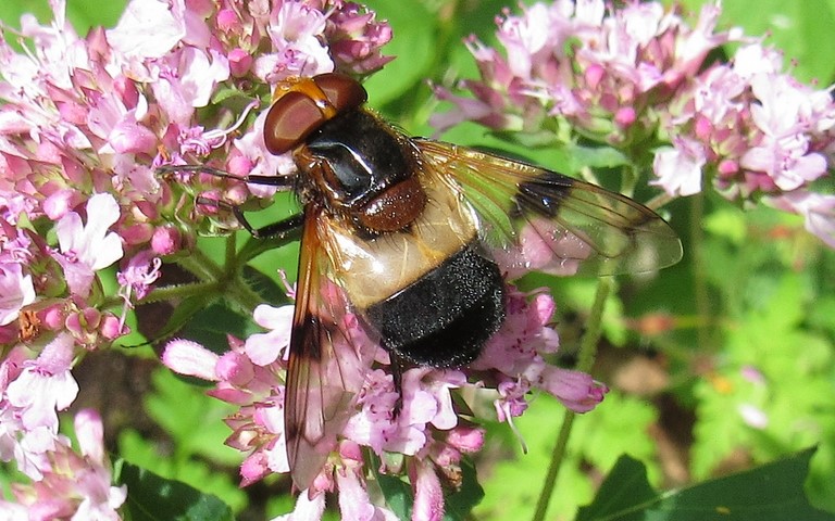 Syrphes - Volucelle transparente - Volucella pellucens