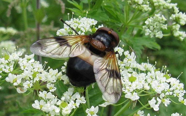 Syrphes - Volucelle transparente - Volucella pellucens