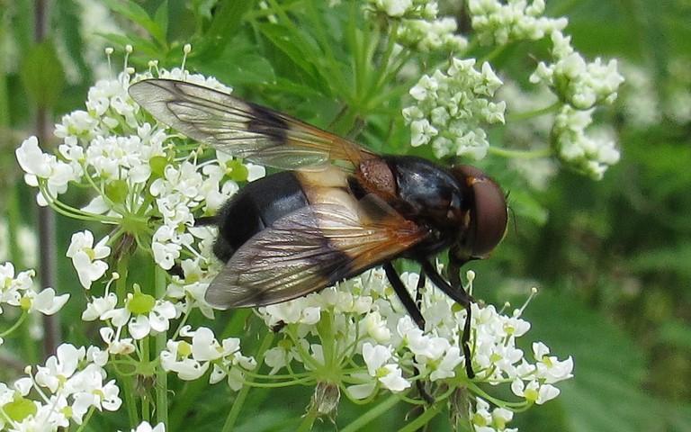 Syrphes - Volucelle transparente - Volucella pellucens